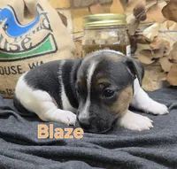 Blaze, a male Jack Russell Terrier for sale in Lawtey, FL – 2 of 10
