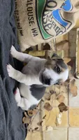Spray Paint , a male Jack Russell Terrier for sale in Lawtey, FL – 4 of 10