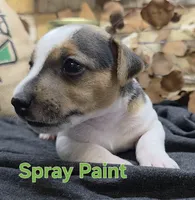 Spray Paint , a male Jack Russell Terrier for sale in Lawtey, FL – 7 of 10