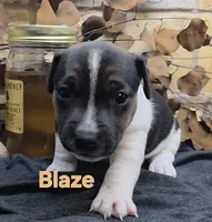 Blaze, a male Jack Russell Terrier for sale in Lawtey, FL – 8 of 10