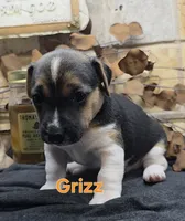 GRIZZ, a male Jack Russell Terrier for sale in Lawtey, FL – 9 of 10
