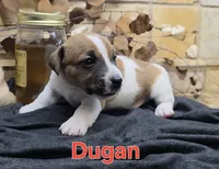 Dugan, a male Jack Russell Terrier for sale in Lawtey, FL – 10 of 10