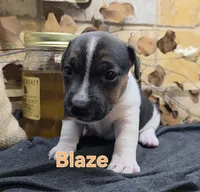 Blaze, a male Jack Russell Terrier for sale in Lawtey, FL – 6 of 10