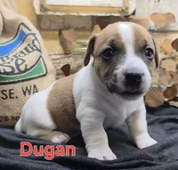 Dugan, a male Jack Russell Terrier for sale in Lawtey, FL – 2 of 10