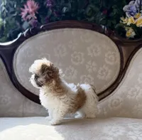 Miracle, a female Maltese and Shih Tzu for sale in Magnolia, KY – 5 of 8