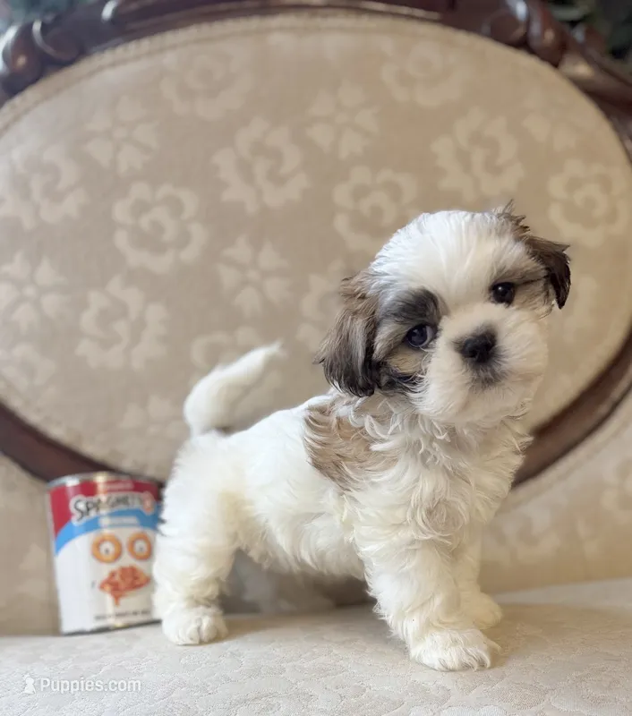 Jo – Maltese, Shih Tzu puppy for sale in Magnolia, KY