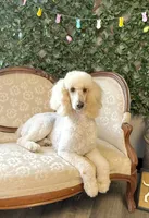 Flower, a female Poodle - Standard  for sale in Magnolia, KY – Photo 1 of 2