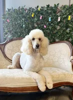 Flower, a female Poodle - Standard  for sale in Magnolia, KY – Photo 2 of 2
