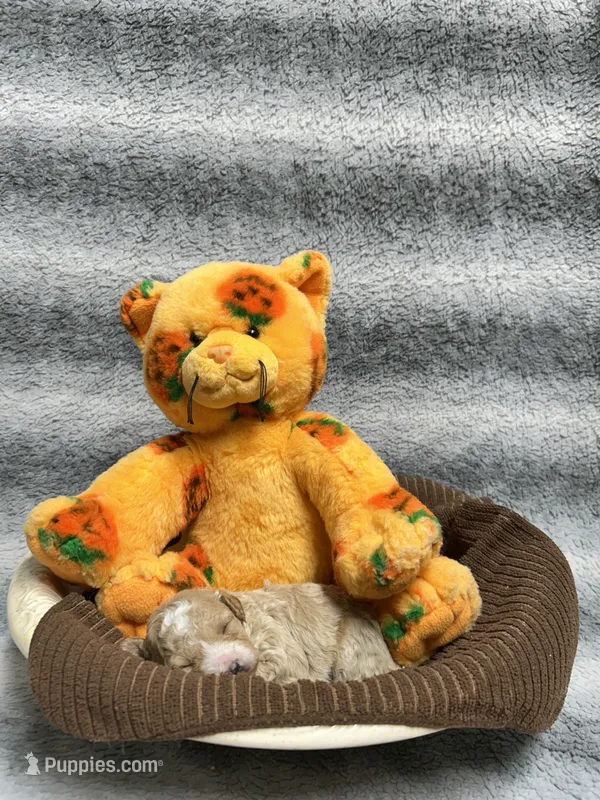 Tigger – Poodle - Toy  puppy for sale in Elizabethtown, KY