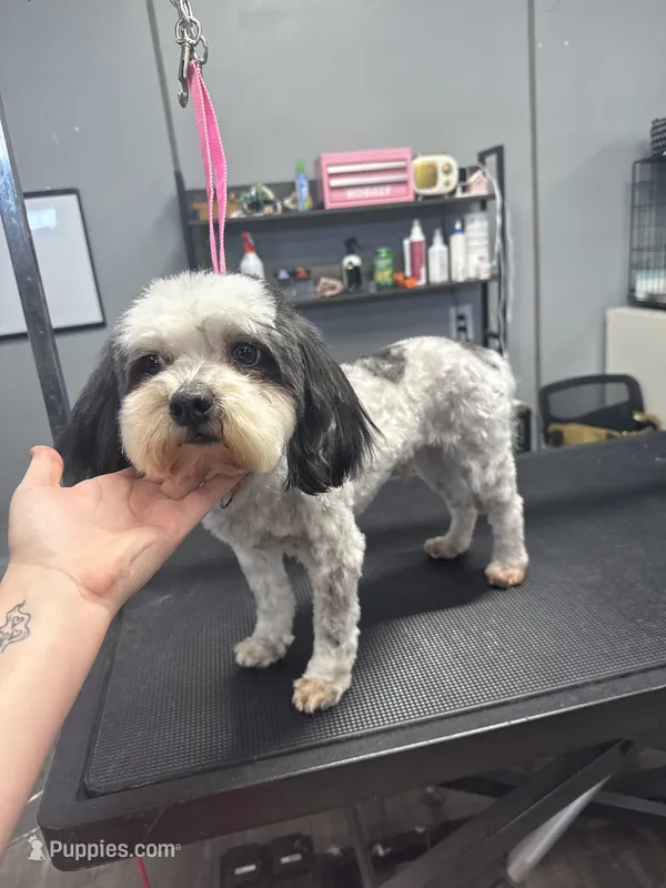 Cosmo – Bichon Frise, Shih Tzu puppy for sale in Magnolia, KY
