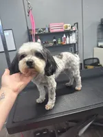 Cosmo, a male Bichon Frise and Shih Tzu for sale in Magnolia, KY – 1 of 1