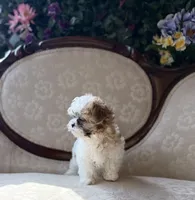 Miracle, a female Maltese and Shih Tzu for sale in Magnolia, KY – 4 of 8