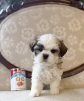 Jo, a male Maltese and Shih Tzu for sale in Magnolia, KY – 2 of 4