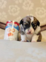 Mouse, a female Cardigan Welsh Corgi and Poodle - Miniature  for sale in Magnolia, KY – Photo 2 of 4