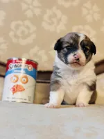 Mouse, a female Cardigan Welsh Corgi and Poodle - Miniature  for sale in Magnolia, KY – Photo 4 of 4