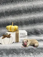 Eeyore, a male Poodle - Toy  for sale in Elizabethtown, KY – 4 of 6