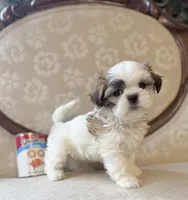 Jo, a male Maltese and Shih Tzu for sale in Magnolia, KY – 3 of 4