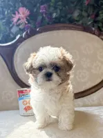 Miracle, a female Maltese and Shih Tzu for sale in Magnolia, KY – 2 of 8