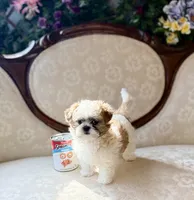 Miracle, a female Maltese and Shih Tzu for sale in Magnolia, KY – 7 of 8