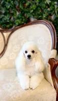 Piglet, a female Poodle - Toy  for sale in Elizabethtown, KY – 5 of 6
