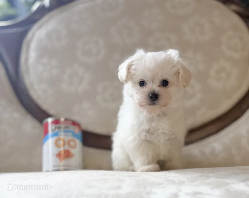 Tramp – Miniature Schnauzer, Poodle - Toy  puppy for sale in Magnolia, KY