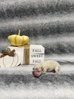 Roo, a female Poodle - Toy  for sale in Elizabethtown, KY – 3 of 6