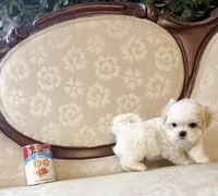 Mary, a female Maltese and Shih Tzu for sale in Magnolia, KY – 4 of 5