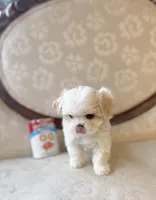 Mary, a female Maltese and Shih Tzu for sale in Magnolia, KY – 5 of 5