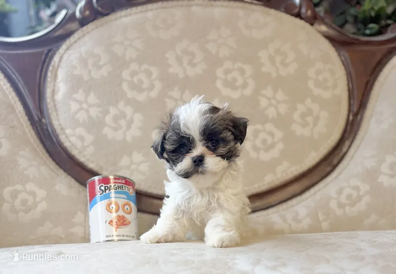 Anna – Maltese, Shih Tzu puppy for sale in Magnolia, KY