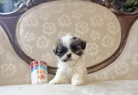 Anna, a male Maltese and Shih Tzu for sale in Magnolia, KY – 1 of 5