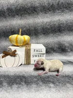 Piglet, a female Poodle - Toy  for sale in Elizabethtown, KY – 4 of 6