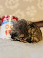 Bear, a male Cardigan Welsh Corgi and Poodle - Miniature  for sale in Magnolia, KY – Photo 3 of 3