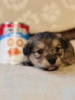 Bear, a male Cardigan Welsh Corgi and Poodle - Miniature  for sale in Magnolia, KY – Photo 1 of 3