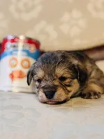 Bear, a male Cardigan Welsh Corgi and Poodle - Miniature  for sale in Magnolia, KY – Photo 2 of 3