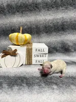 Piglet, a female Poodle - Toy  for sale in Elizabethtown, KY – 2 of 6