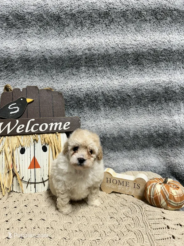 Piglet – Poodle - Toy  puppy for sale in Elizabethtown, KY