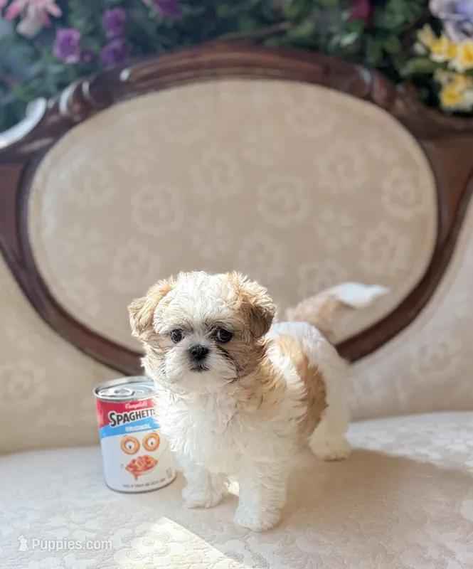 Miracle – Maltese, Shih Tzu puppy for sale in Magnolia, KY