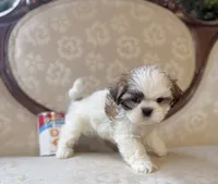 Jo, a male Maltese and Shih Tzu for sale in Magnolia, KY – 4 of 4