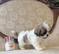 Anna, a male Maltese and Shih Tzu for sale in Magnolia, KY – 4 of 5