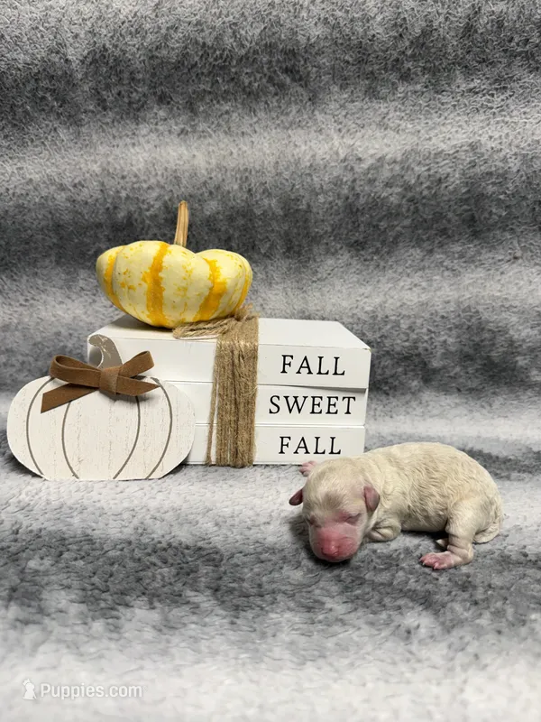 Roo – Poodle - Toy  puppy for sale in Elizabethtown, KY