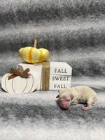 Roo, a female Poodle - Toy  for sale in Elizabethtown, KY – 1 of 6