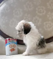 Peg, a female Miniature Schnauzer and Poodle - Toy  for sale in Magnolia, KY – 2 of 4