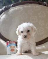 Darling, a female Miniature Schnauzer and Poodle - Toy  for sale in Magnolia, KY – 4 of 4
