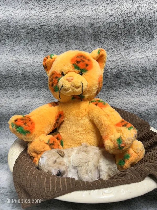 Eeyore – Poodle - Toy  puppy for sale in Elizabethtown, KY