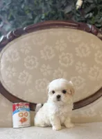 Mary, a female Maltese and Shih Tzu for sale in Magnolia, KY – 1 of 5