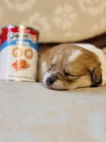 Fawn, a female Cardigan Welsh Corgi and Poodle - Miniature  for sale in Magnolia, KY – Photo 5 of 5