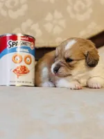 Fawn, a female Cardigan Welsh Corgi and Poodle - Miniature  for sale in Magnolia, KY – Photo 2 of 5