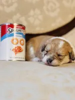 Fawn, a female Cardigan Welsh Corgi and Poodle - Miniature  for sale in Magnolia, KY – Photo 4 of 5