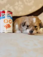 Fawn, a female Cardigan Welsh Corgi and Poodle - Miniature  for sale in Magnolia, KY – Photo 1 of 5