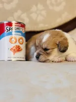 Fawn, a female Cardigan Welsh Corgi and Poodle - Miniature  for sale in Magnolia, KY – Photo 3 of 5